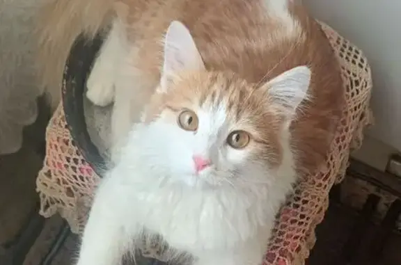 Кошки потеряшки, Казань, фото: Потеряшка кот Кузя, Гвардейская 50, Казань