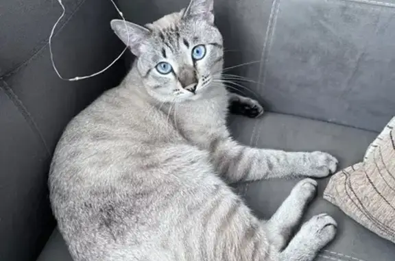 Найдена кошка, Норильск, фото: Кошка найдена, ул. Лауреатов, 71, Норильск