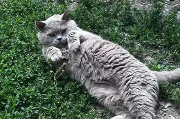 Пропала кошка, Саранская ул., Пенза