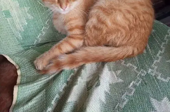 Найдена кошка, , фото: Рыжий кот найден: 29, Голыгино
