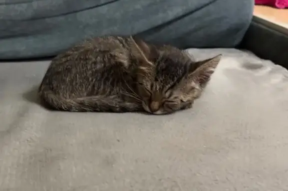 Найдена кошка, , фото: Кошка найдена, ул. Карпинского, 33В