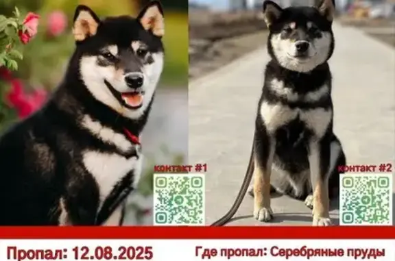 Пропала собака, Большая Луговая, 8 к1