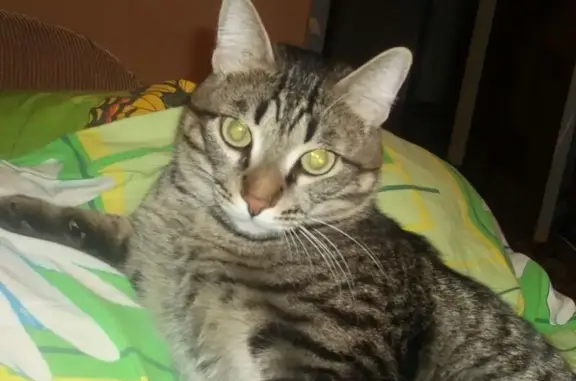 Пропал кот, ул. Ленина, 37Б, Северск