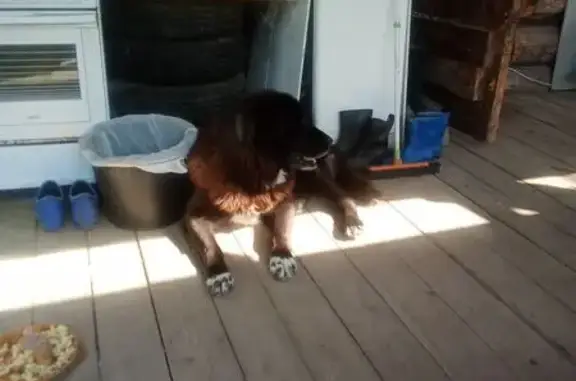 Найдена собака, Васильевское, фото: Найден алабай, Калинкино, 3.5 км от Васильевского