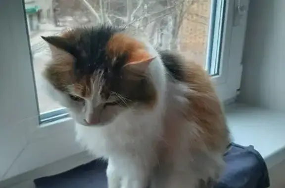 Кошки потеряшки, Красноярск, фото: Потеряшка кошка, Сливовая ул., Красноярск