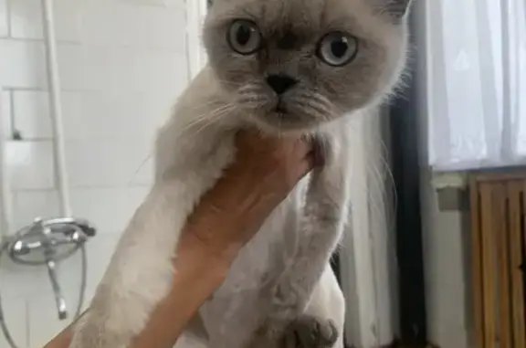 Найдена кошка, Орехово-Зуево, фото: Найдена кошка, Орехово-Зуево, Галочкина 7