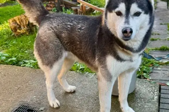 Найдена собака, Московская область, фото: Хаски найдена на ЦКАД, Московская область