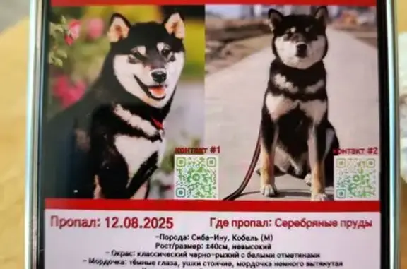 Пропала сиба ину, ул. Большая Луговая