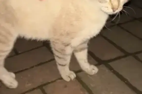 Найдена кошка, Уфа, фото: Кошка найдена на ул. Салавата, 13, Уфа