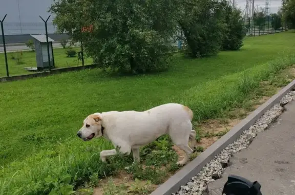 Собаки потеряшки, Первомайское, фото: Потеряшка собака, Рабочая ул. 7, Первомайское