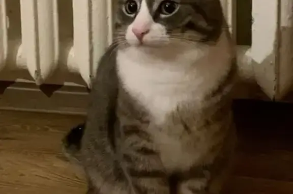 Кошки потеряшки, Архангельская область, фото: Потеряшка кошка на 3-й улице СНТ Полярные Зори