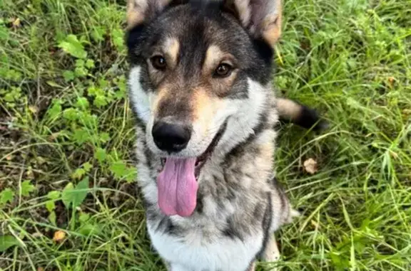 Найдена собака, Поречье, фото: Собака найдена: Луговая ул., 6, Поречье