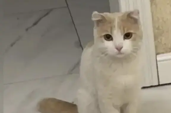 Кошки потеряшки, Курск, фото: Потеряшка кошка на Пушкарном, 28, Курск