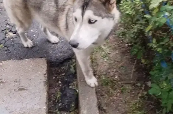 Найдена собака, Московская область, фото: Собака найдена в Поречье, МО