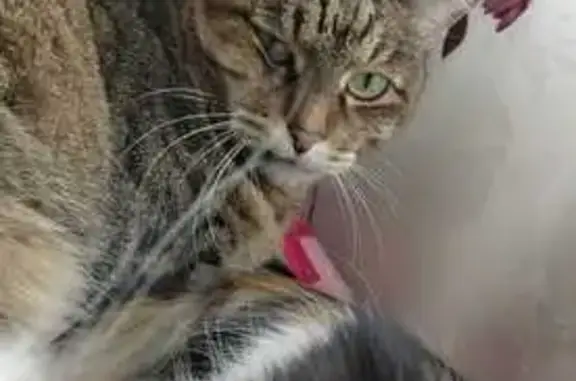 Кошки потеряшки, Маркова (иркутский), фото: Потеряшка кот на Полюшко, 34 в ДНТ Полюшко