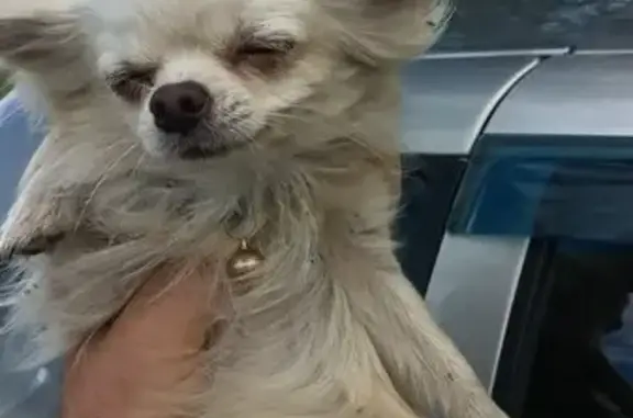 Найдена собака, Тамбовская область, фото: Собака найдена: Малиновка 1-я, Тамбовщина