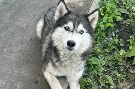 Собака найдена в Вахрушево, Копейск