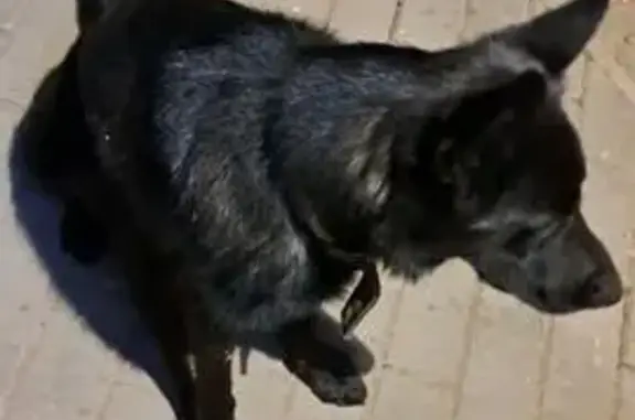 Найдена собака, Старая Русса, фото: Овчарка найдена: Крестецкая 21, Старая Русса