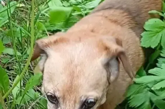 Собаки потеряшки, Ванино, фото: Потеряшка собака, Победная 6, Ванино