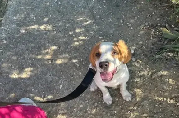 Найдена собака, Ставропольский край, фото: Собака найдена: Кисловодск, Ставрополье