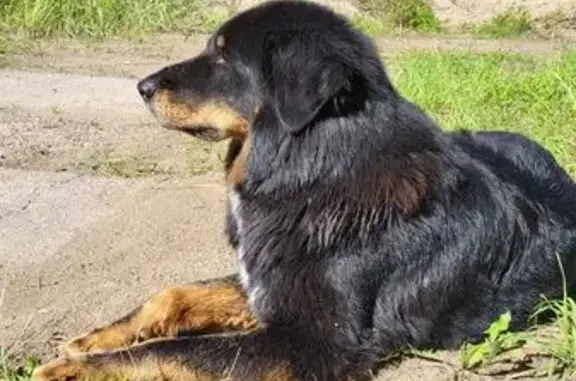 Найдена собака, Ленинградская область, фото: Собака найдена: Рахьинское поселение