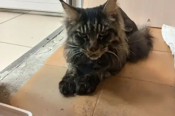 Мэйн-Кун найдена, ул. Сиб. Партизан 16