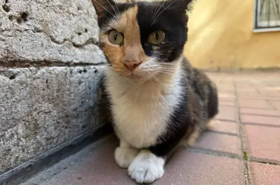 Найдена кошка, Казначейская ул. 6/13