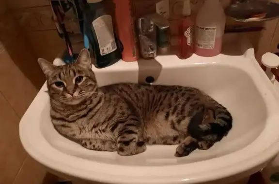 Кошки потеряшки, , фото: Потеряшка кошка на М-7, МО, вознаграждение