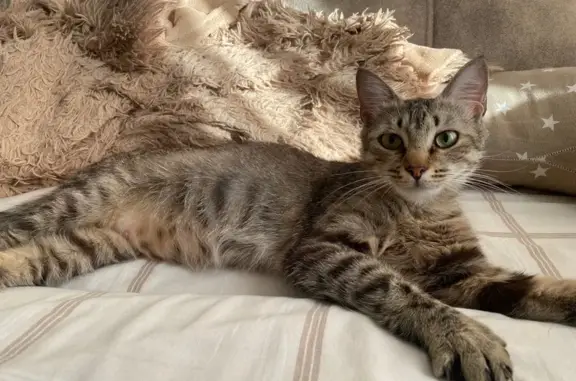 Кошка найдена: Лёни Голикова, 30, СПб