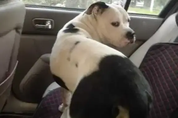 Собака найдена: Октябрьский пр., 70