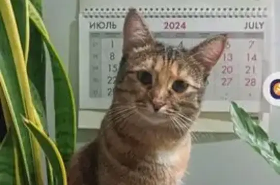 Пропала кошка, 73, Выкса