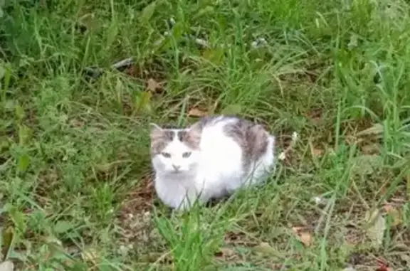 Найдена кошка, Уфа, фото: Кошка найдена: Ленина 102, Уфа