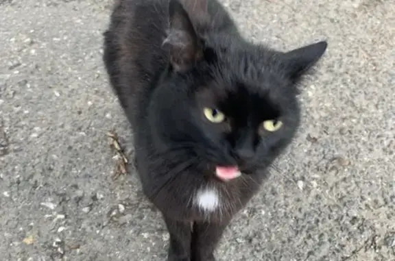 Кошка найдена на Розы Люксембург 19, Томск