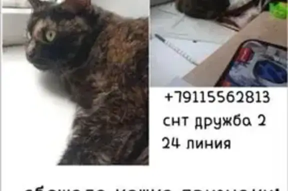 Кошки потеряшки, Новодвинск, фото: Потеряшка кошка, ул. 3-й Пятилетки, 33
