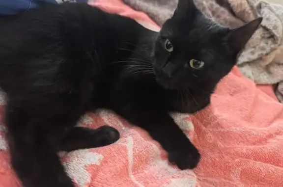 Кошка найдена: Машиностроителей, 5, Рязань