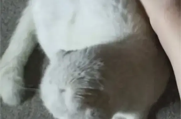 Кошки потеряшки, Новоалтайск, фото: Потеряшка кошка, ул. Октябрёнок, 38/1