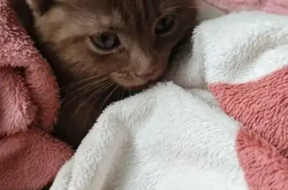 Кошки потеряшки, Саратов, фото: Потеряшка кошка, 6-й Нижний Маяковый, Саратов