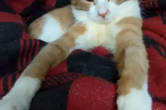 Пропала кошка, Гостинопольская 62А, Валдай