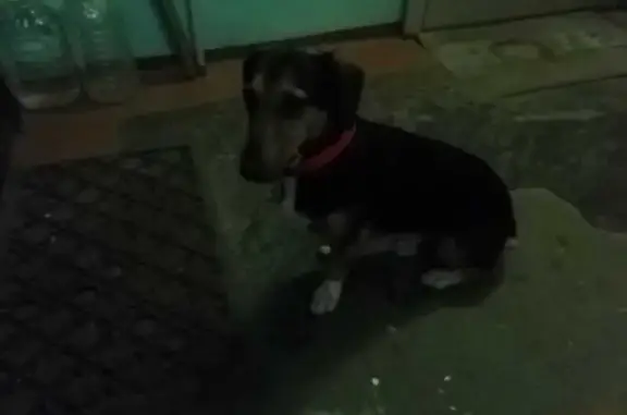 Найдена собака, Ставропольский край, фото: Собака найдена: Кисловодск, Ставрополье