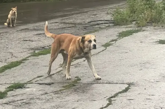 Собака найдена: Понтонный пер., Самара