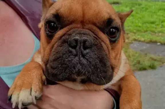 Собака найдена: ул. Комарова, 110 к1