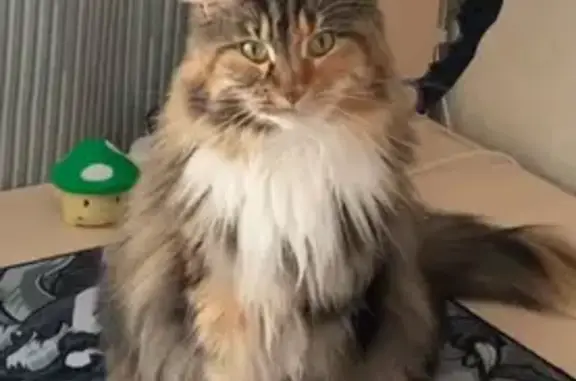 Кошки потеряшки, Деревянкское, фото: Потеряшка кошка, Деревянкское, Карелия