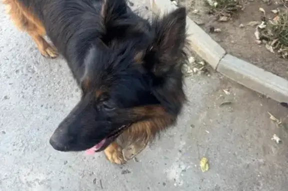 Найдена собака, , фото: Собака найдена: ул. Фрунзе, Штормовое