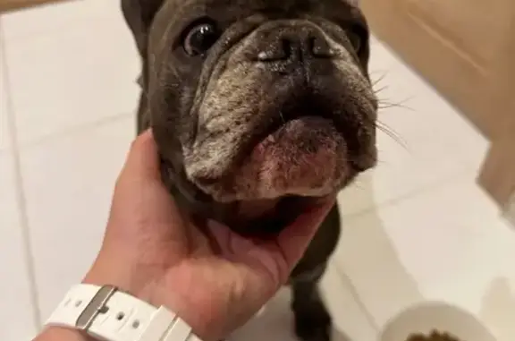 Найдена собака, Оренбург, фото: Собака найдена: Карагандинская 37Б, Оренбург