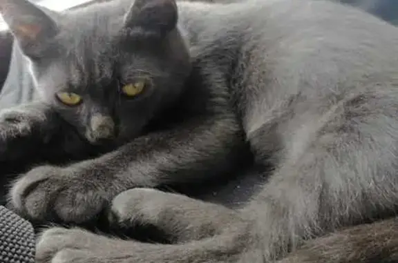 Пропал кот, ул. Чехова, 10, Алексин