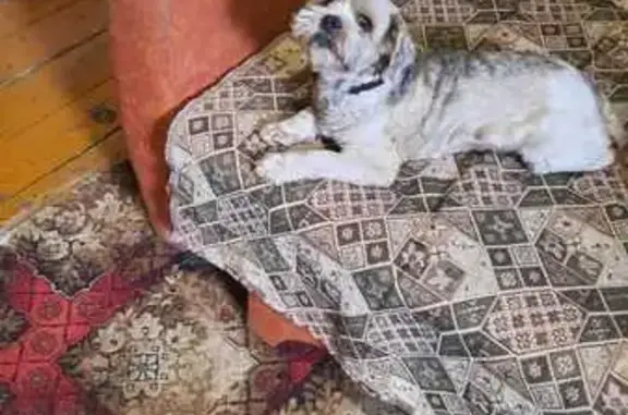 Собаки потеряшки, Апрелевка, фото: Потеряшка собака, Киевское шоссе, Апрелевка