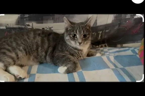 Найдена кошка, Томск, Томская область