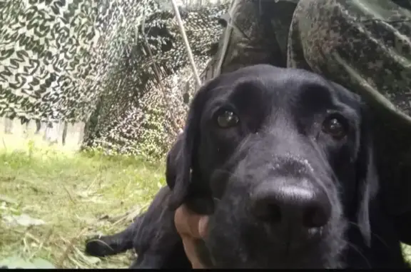 Найдена собака, Новосибирская область, фото: Найдена собака в Дубровино, Новосиб. обл.