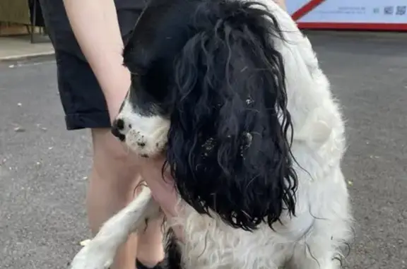 Найдена собака, спаниель, Томск