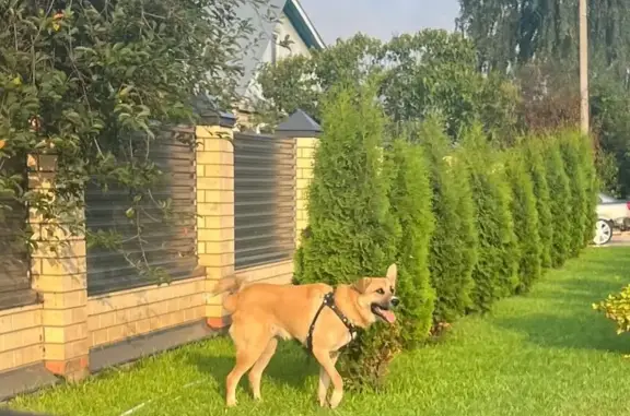 Найдена собака, , фото: Собака найдена: д. Малые Кабаны, ул. Центральная